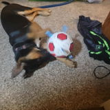 Squeakers review photo