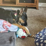 Squeakers review photo