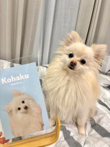 コハク review photo