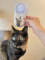 サビ猫のサビちゃん review photo