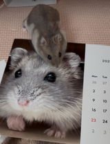 ぐり review photo