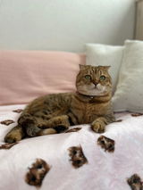 mocaたん review photo