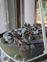 dirt nerd review photo