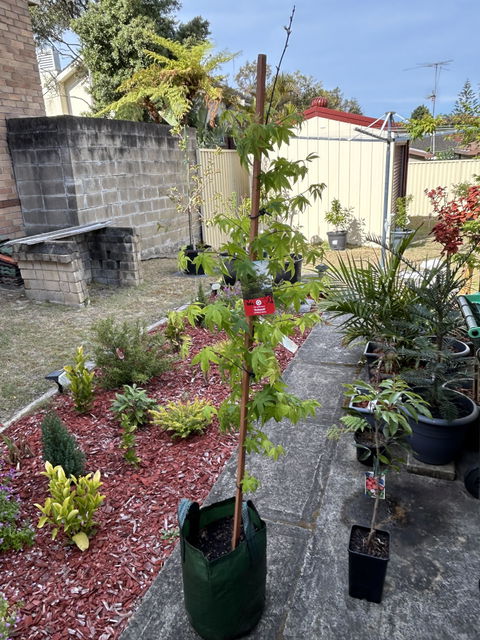 Acer palmatum Osakazuki