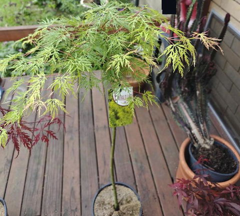 Acer Palmatum Dissectum Emerald Lace