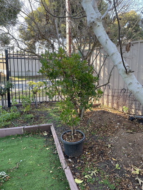 Arbutus Unedo Strawberry Tree