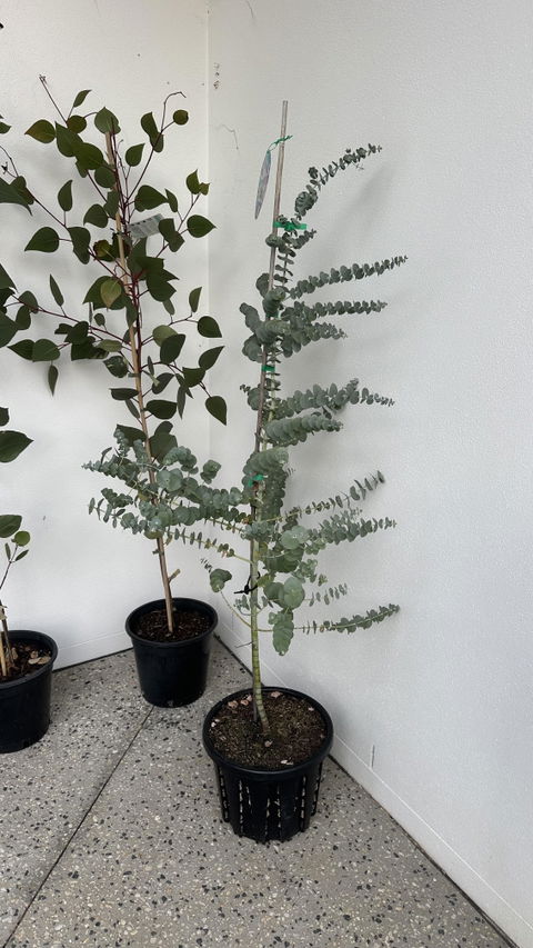 Eucalyptus Caesia