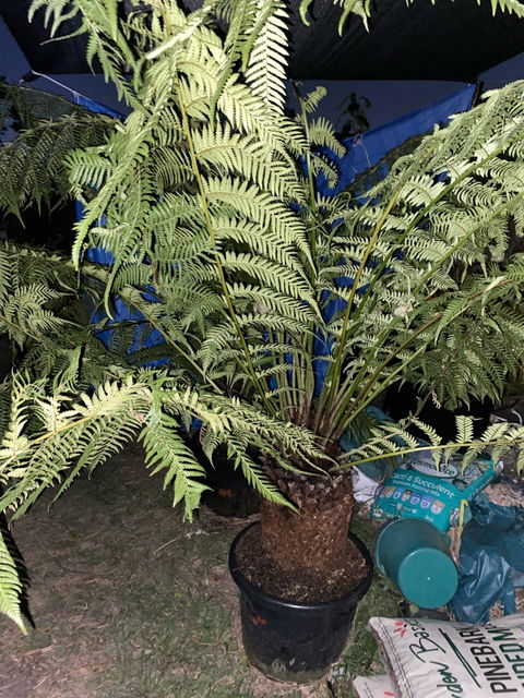 Dicksonia Antarctica