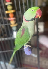 Bek review photo
