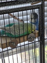 Adie H. review photo