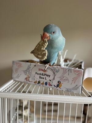 Customer photo of Beak Joy Peck and Play Forage Box