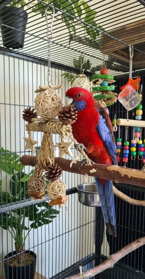 Customer photo of Sola Star Buddy