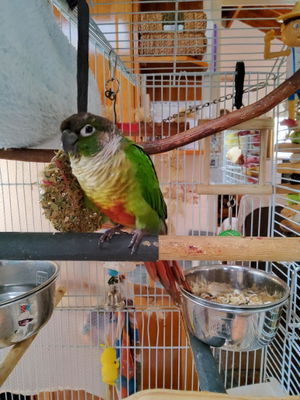 Customer photo of Raw for Birds Eucalyptus Flower Foot Toys 3pk
