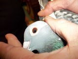 Barry Shaw i,m 83yrs. old and an avid racing pigeon fancier. review photo