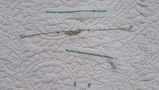 Dr DG review photo