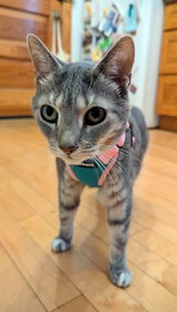 Cecily review photo