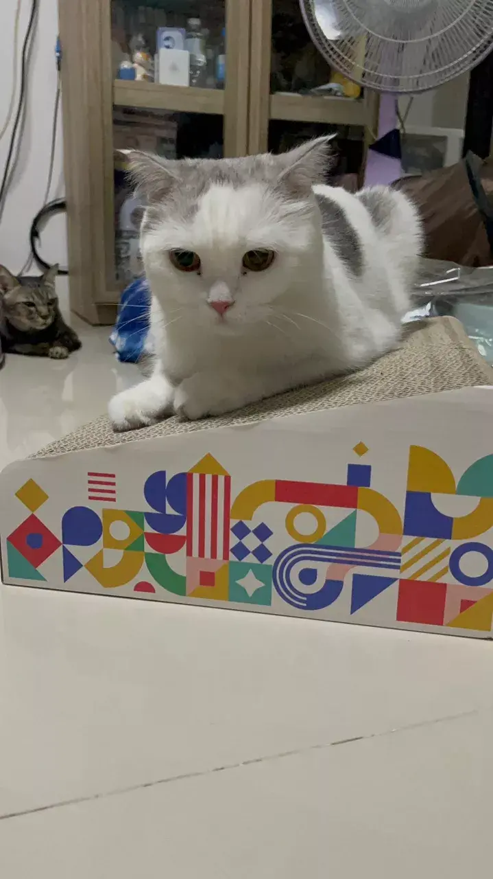 yiiwah review photo