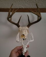 Allen R review photo