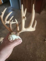 Clint woolever review photo