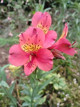 Ravina review photo