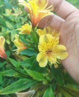 Dipali review photo