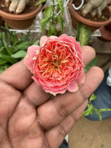 Rahul Verma review photo