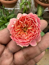 Rahul Verma review photo