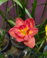 Rachna review photo