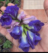 Dipali review photo