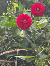 Rupa bajaie review photo