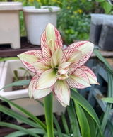 Rohit Verma review photo