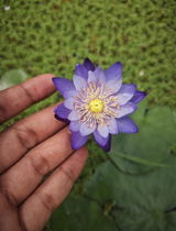 Amit Verma review photo