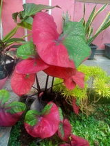 Ravidas review photo
