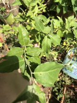 Irish R. review photo