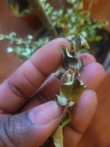 carmalee n. review photo