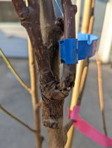 Thu V. review photo