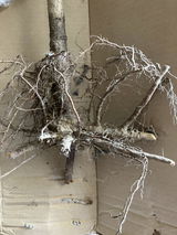 V.T. review photo