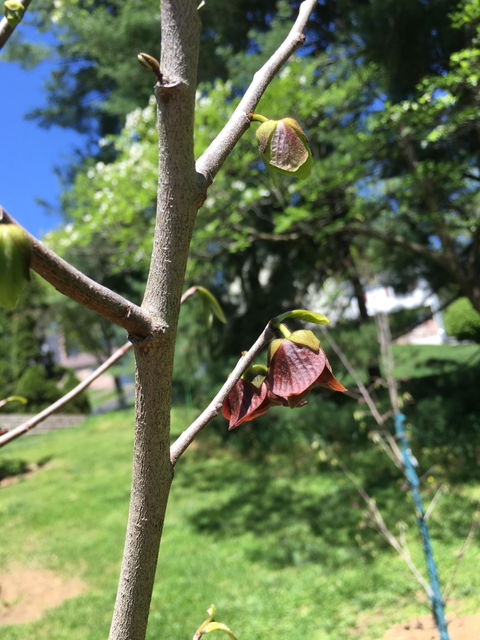 Shenandoah™ Paw Paw