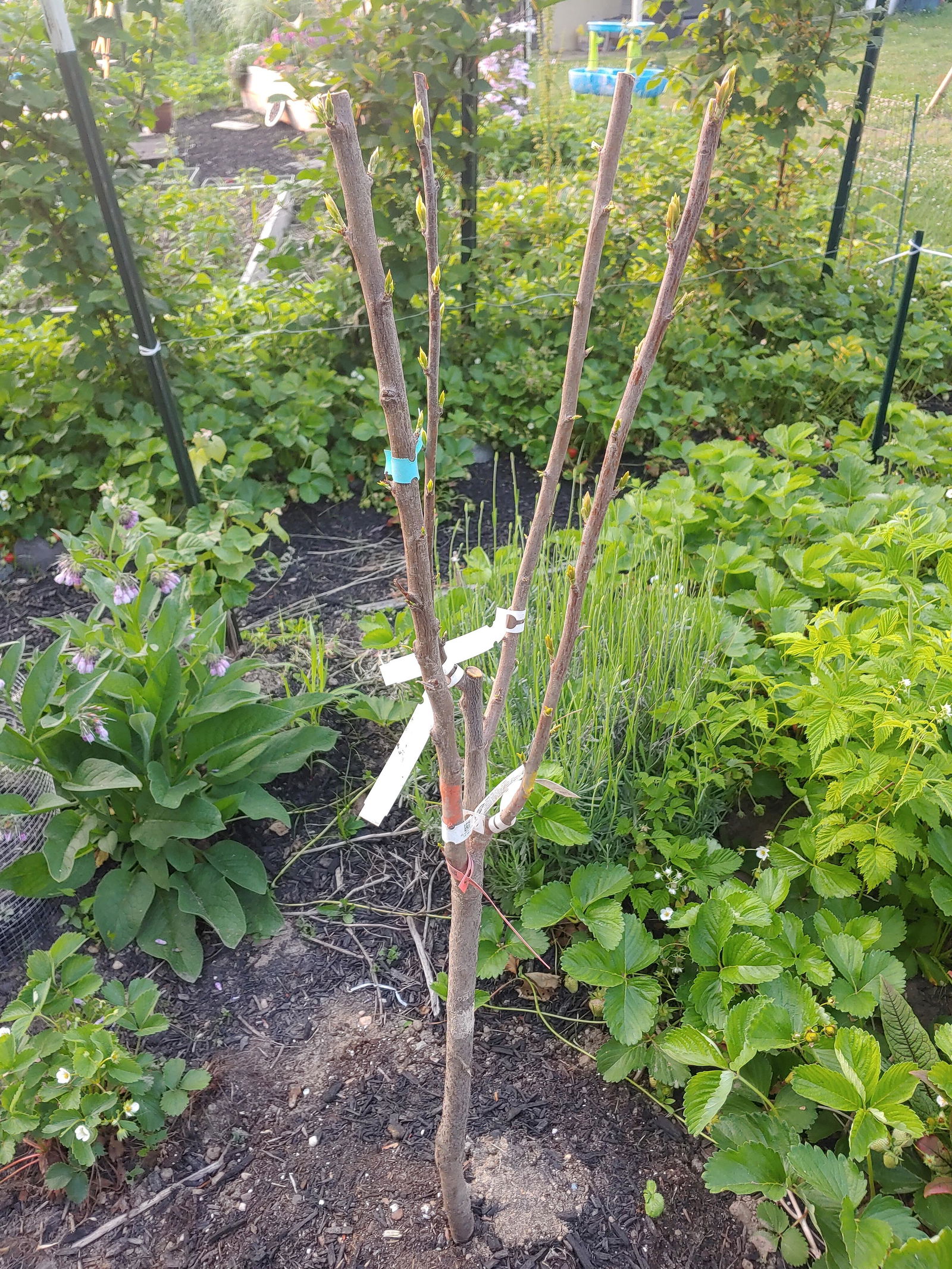 Combo Pluot Tree (4 varieties) - Raintree Nursery