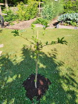 Matthew B. review photo