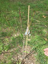 Cherylyn N. review photo