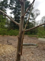 Victor A. review photo