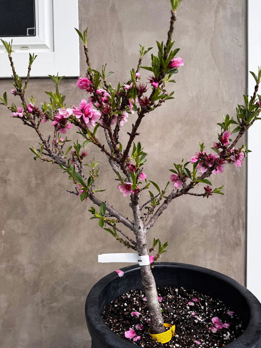 ピーチ② Pix Zee Dwarf Peach - Miniature - Raintree Nursery