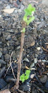 Gardener review photo