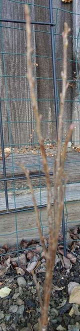 Gardener review photo