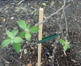 Gardener review photo
