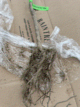 M S. review photo