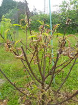 C.R. review photo