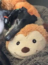 Clive review photo