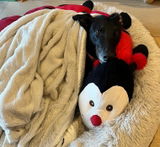 Holly review photo